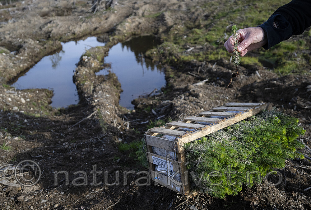 BB_20241006_0064 / Picea abies / Gran