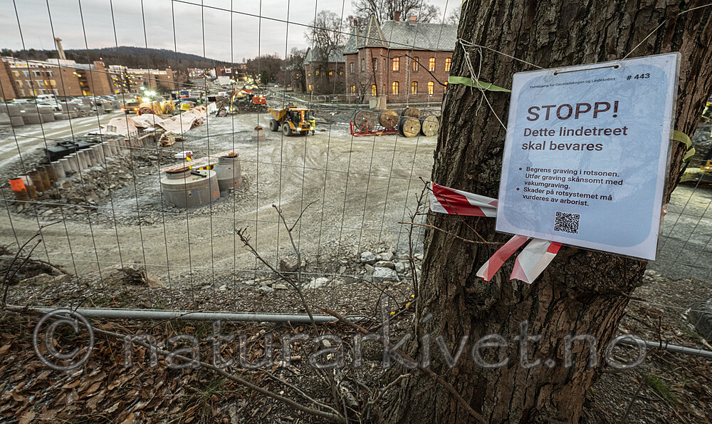 BB_20241205_0013 / Tilia cordata / Lind