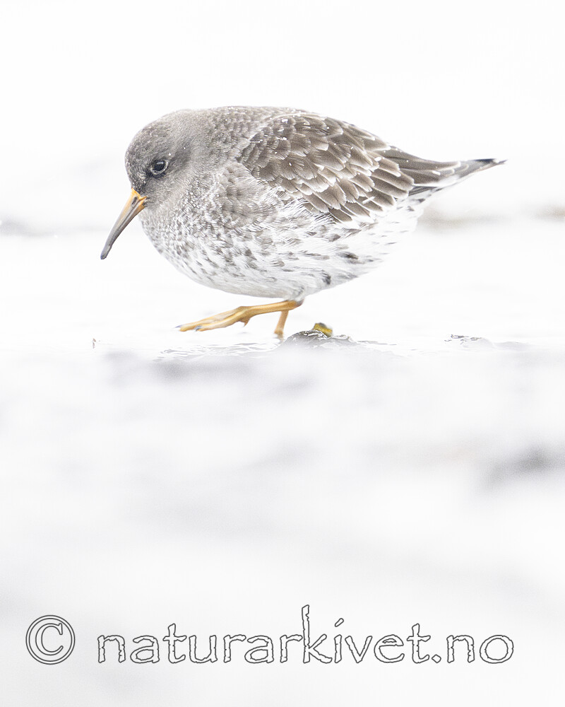 BB_20250123_0099 / Calidris maritima / Fjæreplytt