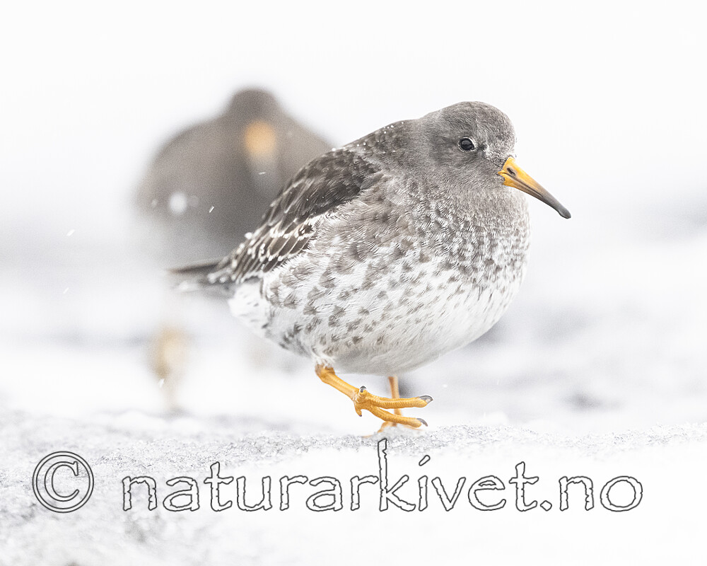 BB_20250123_0188 / Calidris maritima / Fjæreplytt