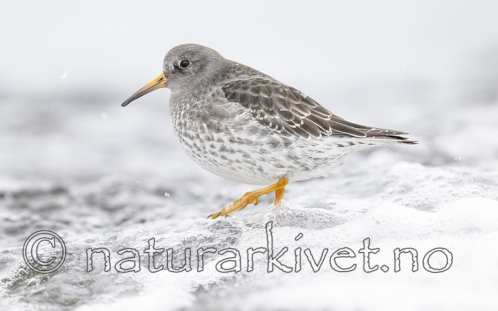 BB_20250123_0193 / Calidris maritima / Fjæreplytt