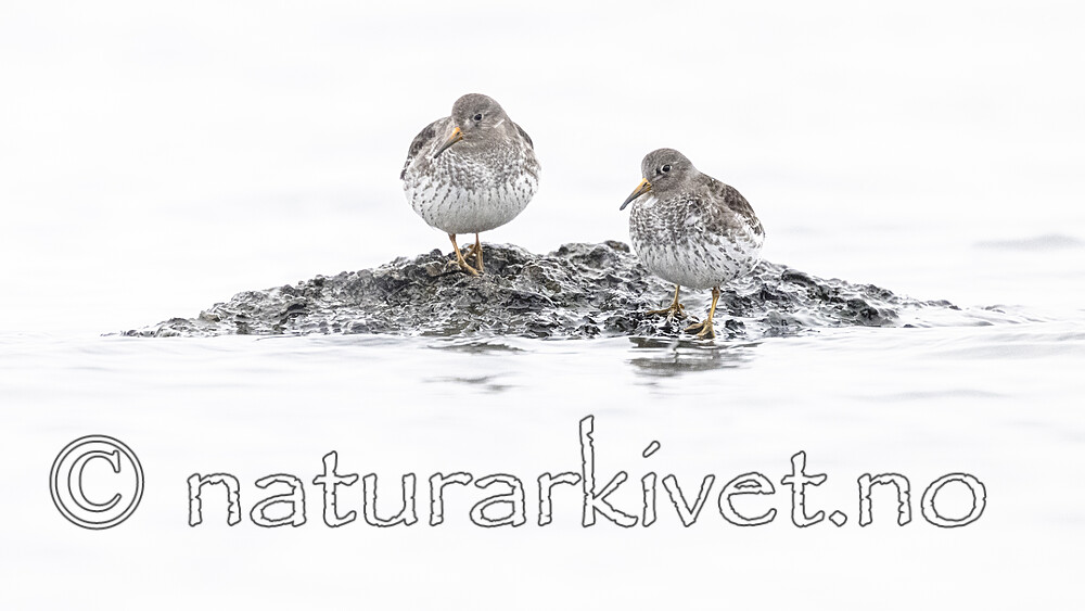 BB_20250123_0234 / Calidris maritima / Fjæreplytt