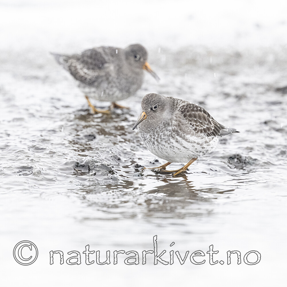 BB_20250123_0257 / Calidris maritima / Fjæreplytt