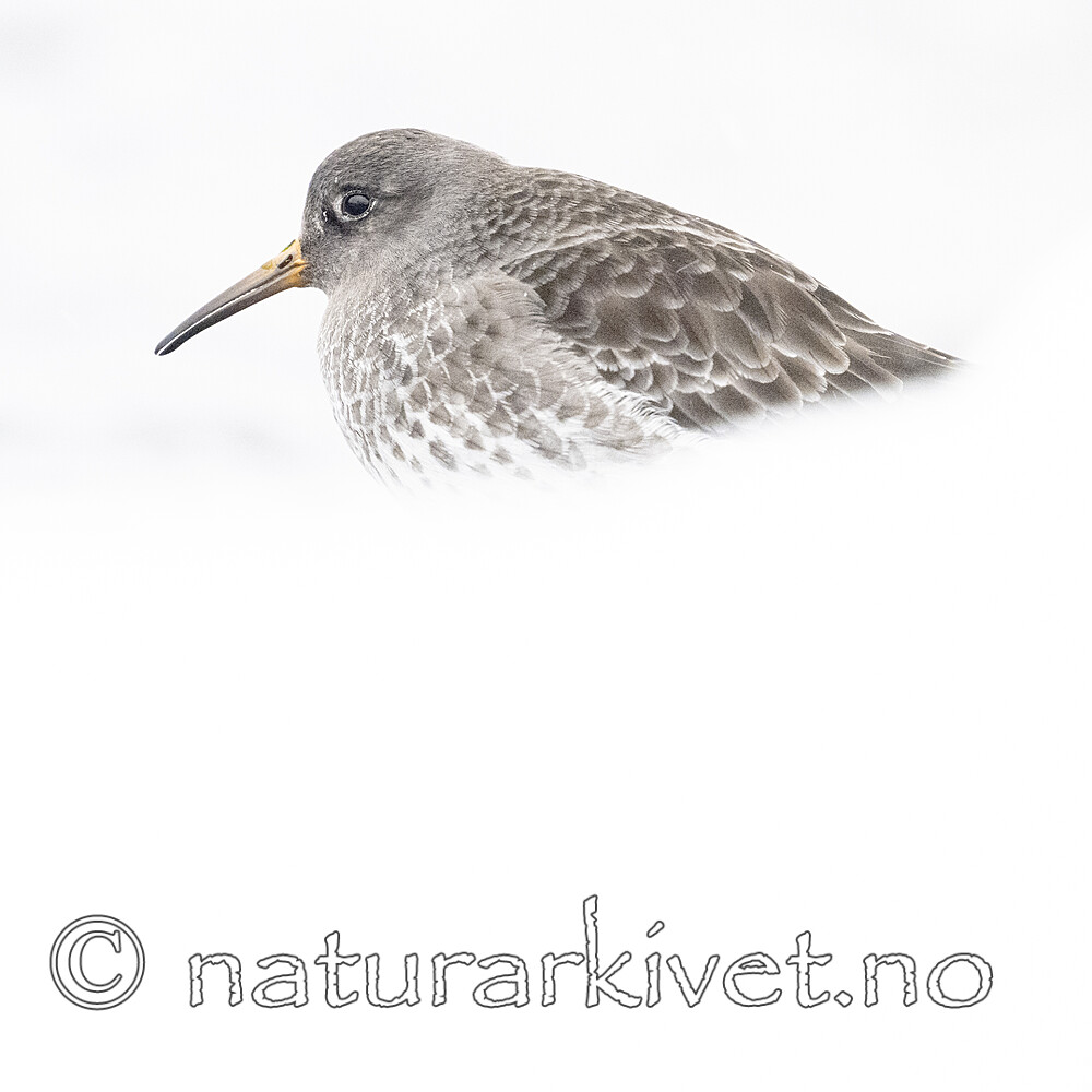BB_20250123_0267 / Calidris maritima / Fjæreplytt