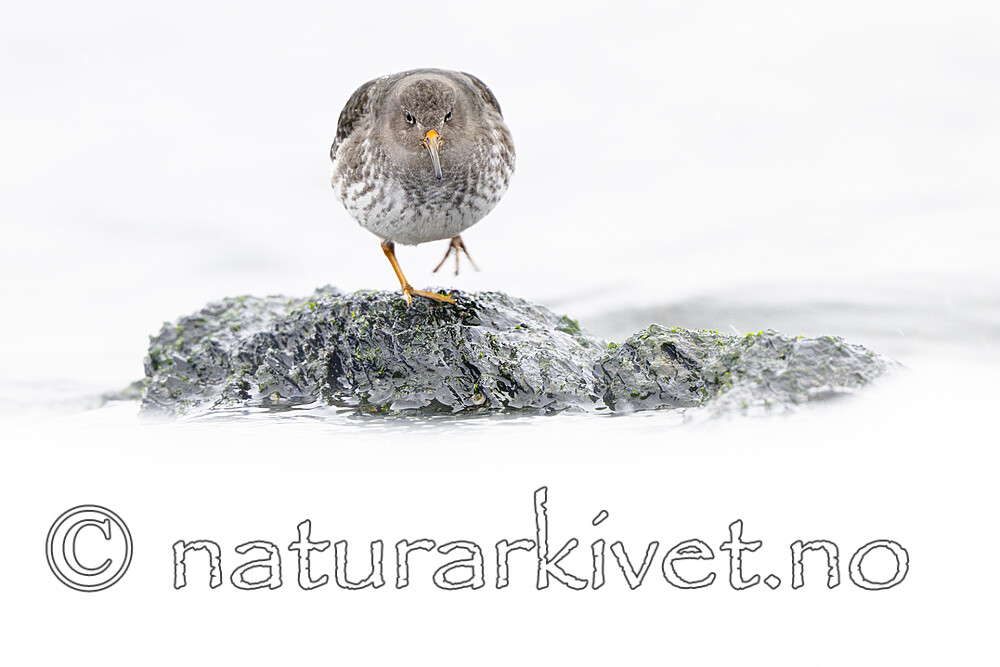 BB_20250123_0278 / Calidris maritima / Fjæreplytt