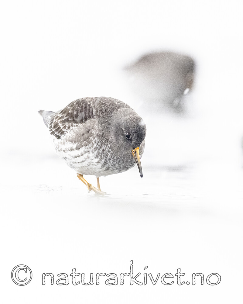 BB_20250123_0299 / Calidris maritima / Fjæreplytt
