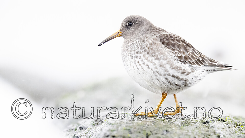 BB_20250123_0305 / Calidris maritima / Fjæreplytt