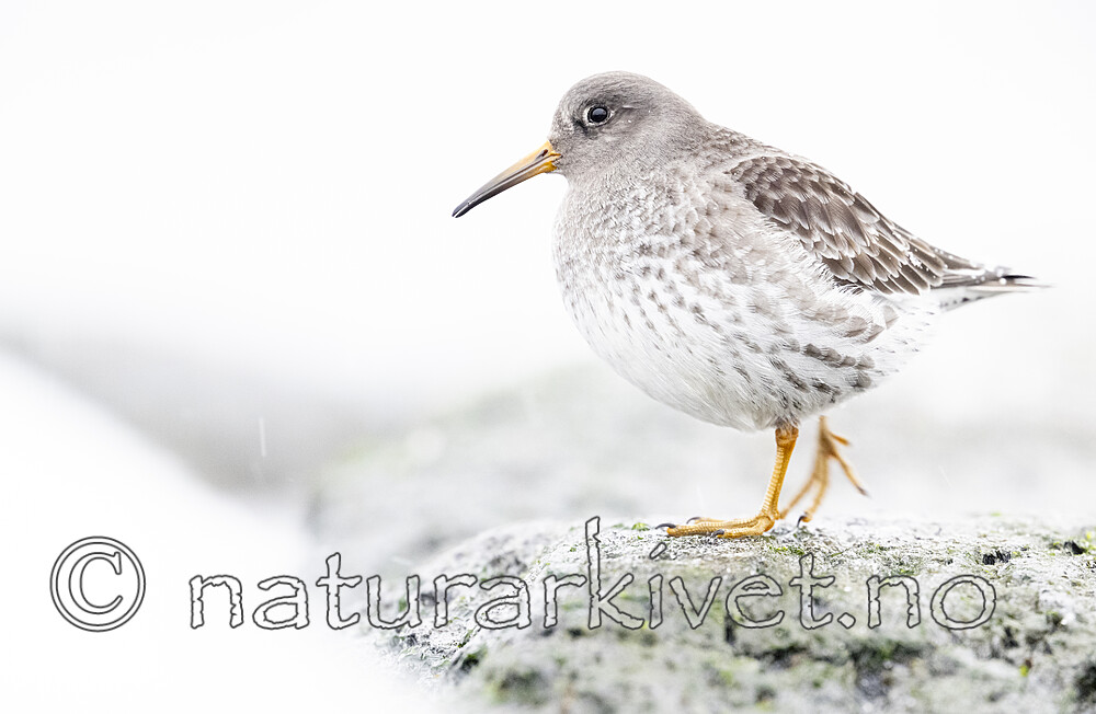 BB_20250123_0306 / Calidris maritima / Fjæreplytt