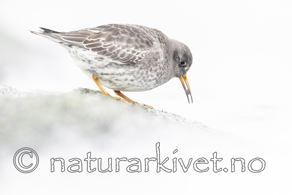 BB_20250123_0314 / Calidris maritima / Fjæreplytt