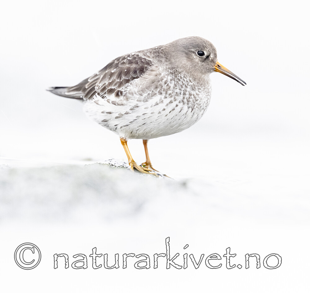 BB_20250123_0332 / Calidris maritima / Fjæreplytt