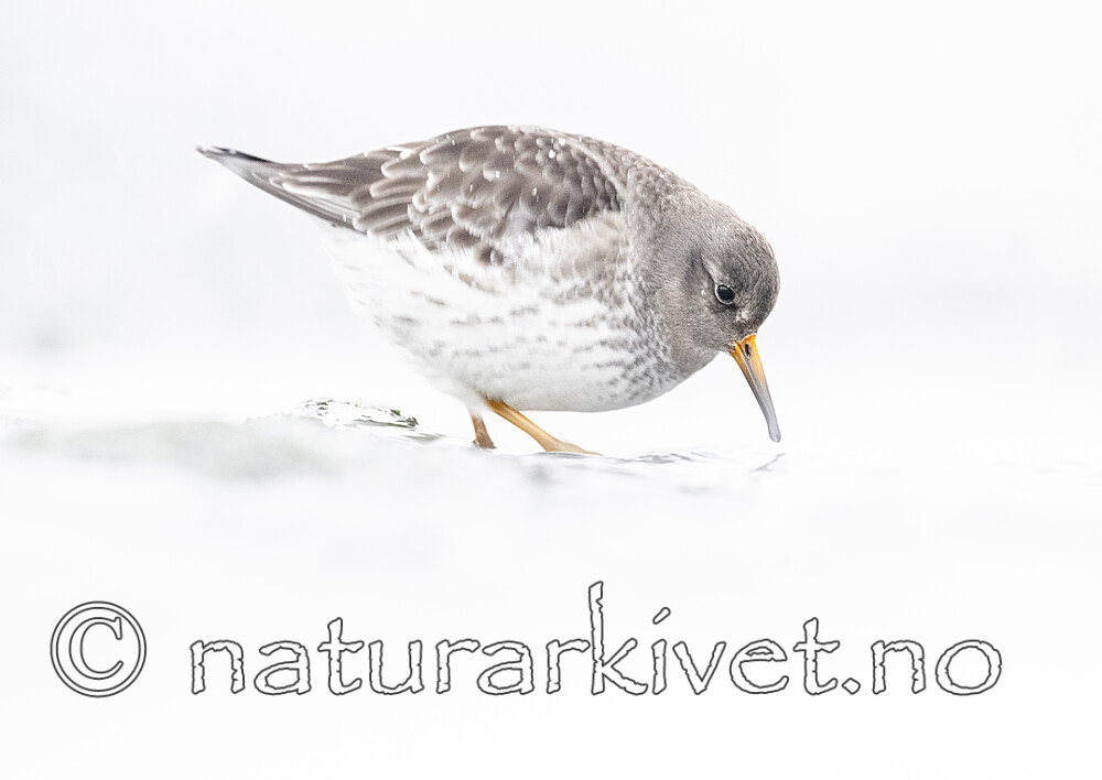 BB_20250123_0335 / Calidris maritima / Fjæreplytt