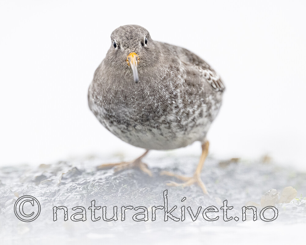 BB_20250123_0406 / Calidris maritima / Fjæreplytt