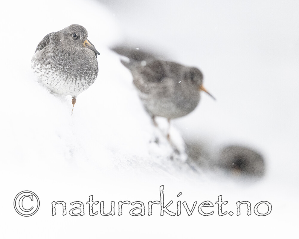 BB_20250123_0454 / Calidris maritima / Fjæreplytt