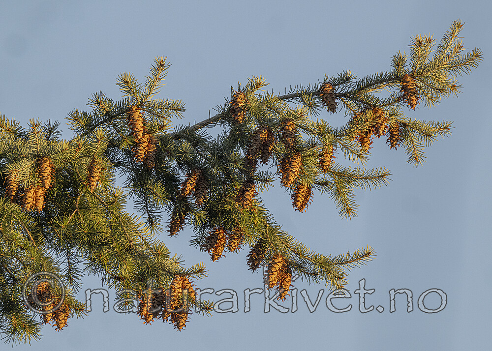 BB_20250201_0002 / Pseudotsuga menziesii / Douglasgran