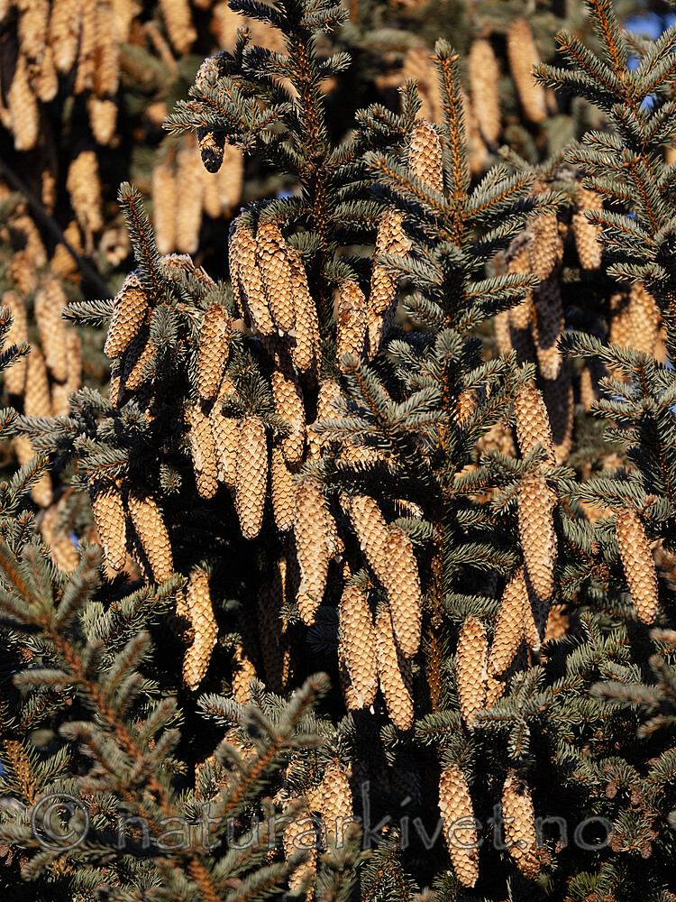BB_20250201_0003 / Picea pungens / Blågran