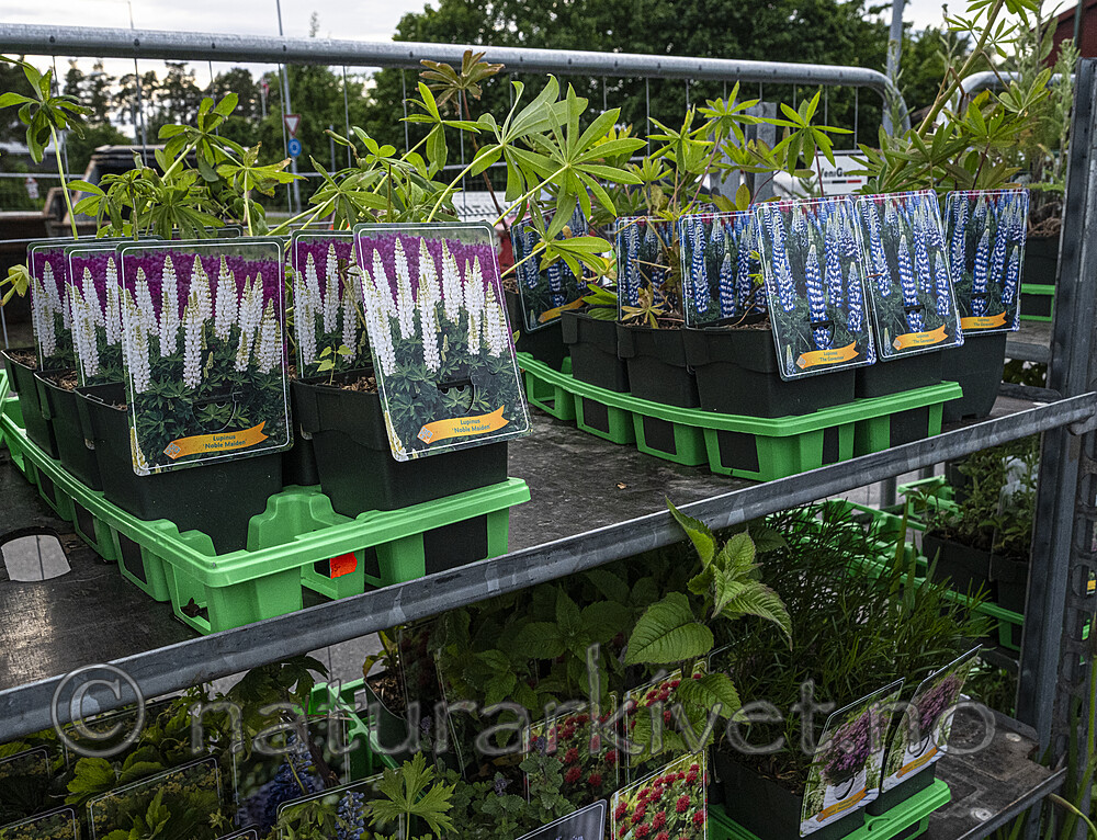 BB_20250604_0015 / Lupinus polyphyllus / Hagelupin