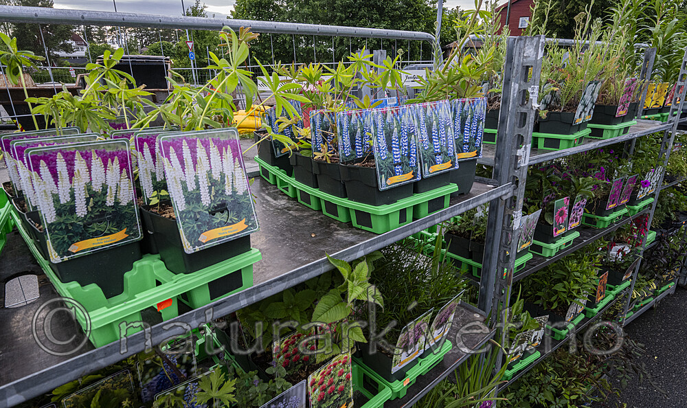 BB_20250604_0017 / Lupinus polyphyllus / Hagelupin