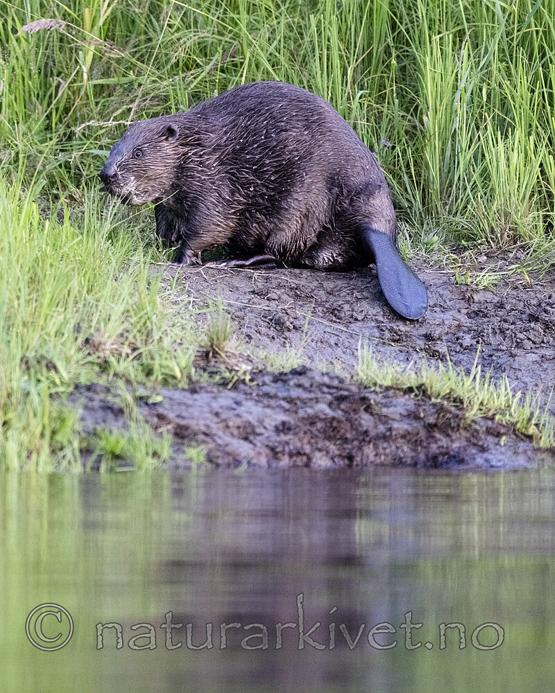 BB_20250708_0381 / Castor fiber / Bever