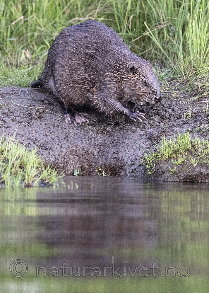 BB_20250708_0410 / Castor fiber / Bever