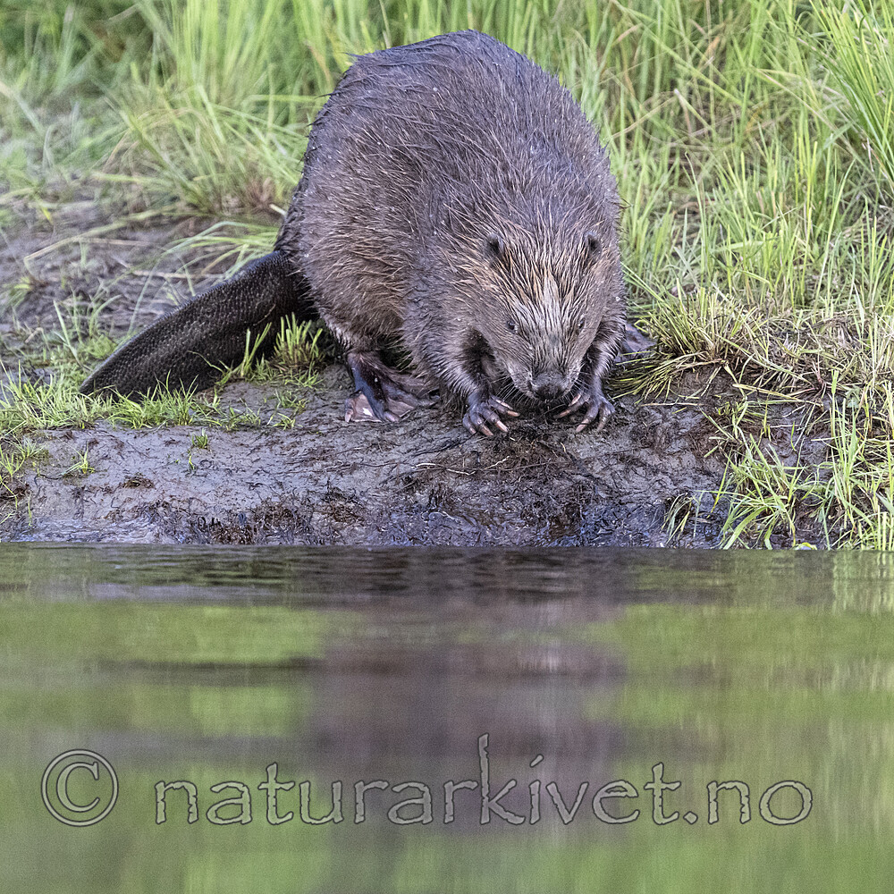 BB_20250708_0445 / Castor fiber / Bever