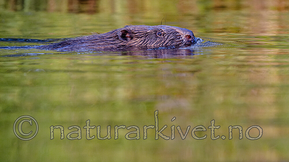 BB_20250708_0462 / Castor fiber / Bever