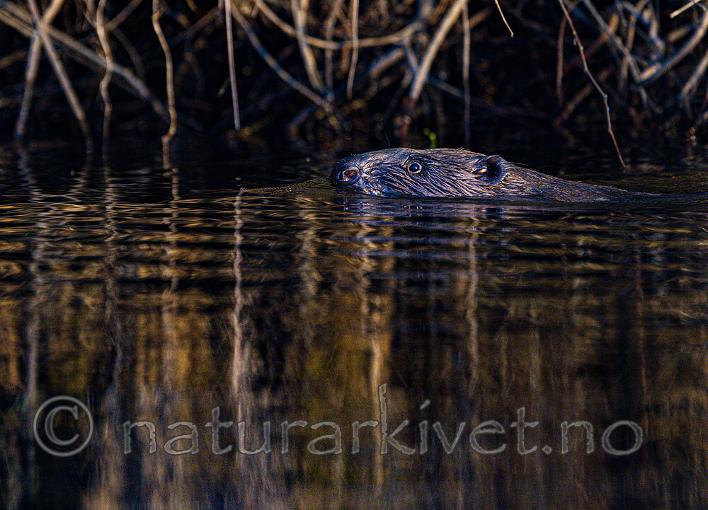 BB_20250708_0496 / Castor fiber / Bever