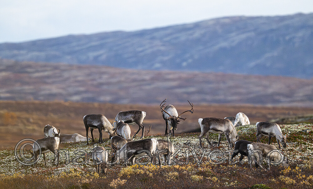 BB_20251001_0110 / Rangifer tarandus / Rein