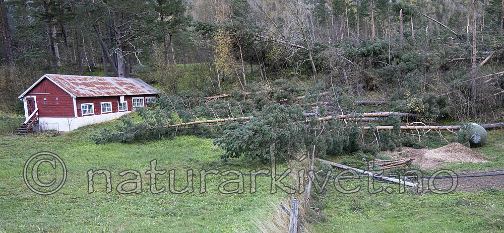 BB_20251005_0092-2 / Pinus sylvestris / Furu