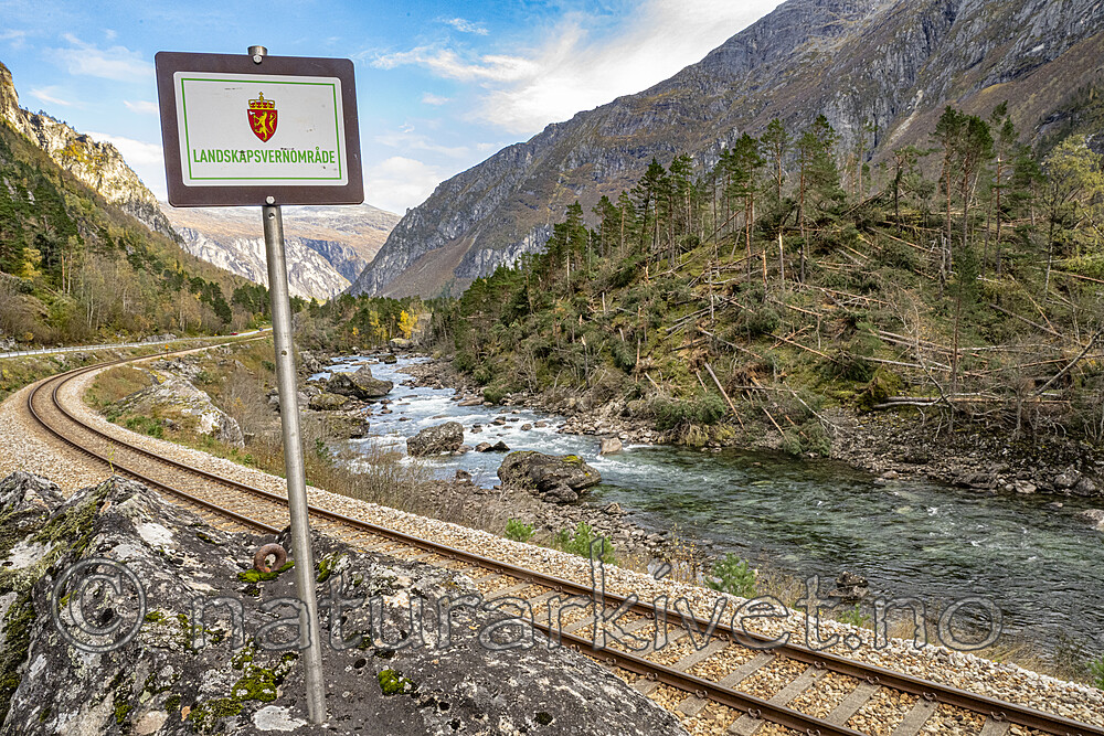 BB_20251005_0095 / Pinus sylvestris / Furu