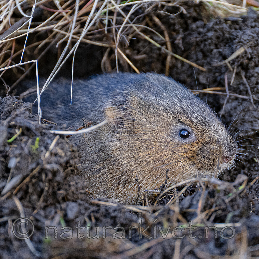 BB_20251029_0095 / Arvicola amphibius / Vånd