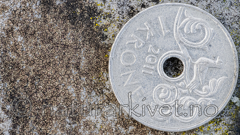 BB_20251029_0112 / Acarospora impressula