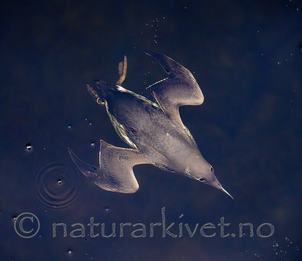 BB_20251107_0109 / Uria aalge / Lomvi