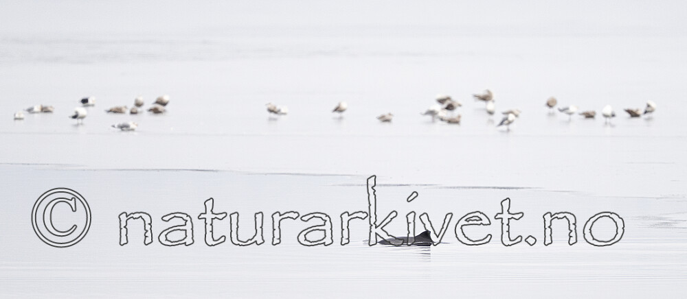 BB_20251225_0012 / Phocoena phocoena / Nise