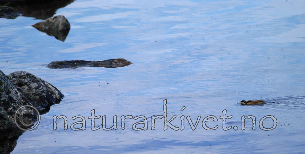 DSC_0056 / Lemmus lemmus / Lemen