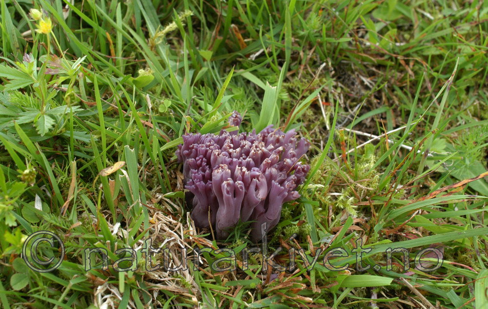 DSC_0174 / Clavaria zollingeri / Fiolett greinkøllesopp