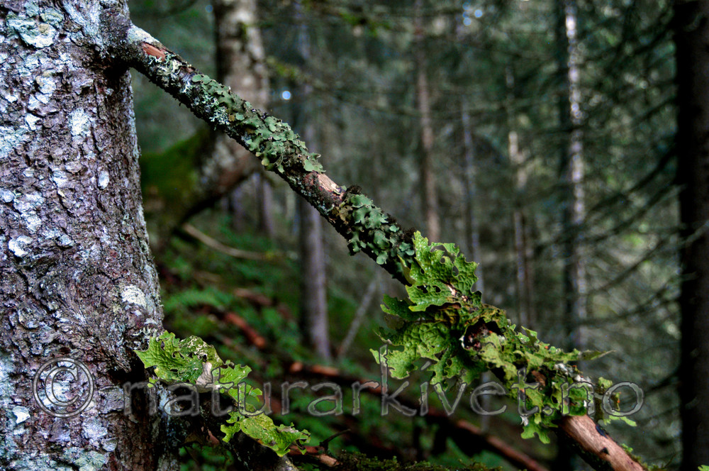 DSC_0341 / Lobaria amplissima / Sølvnever <br /> Lobaria pulmonaria / Lungenever