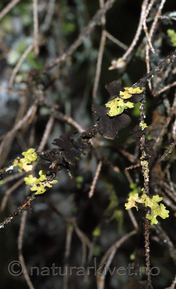 DSC_0404 / Lobaria pulmonaria / Lungenever <br /> Sticta fuliginosa / Rund porelav