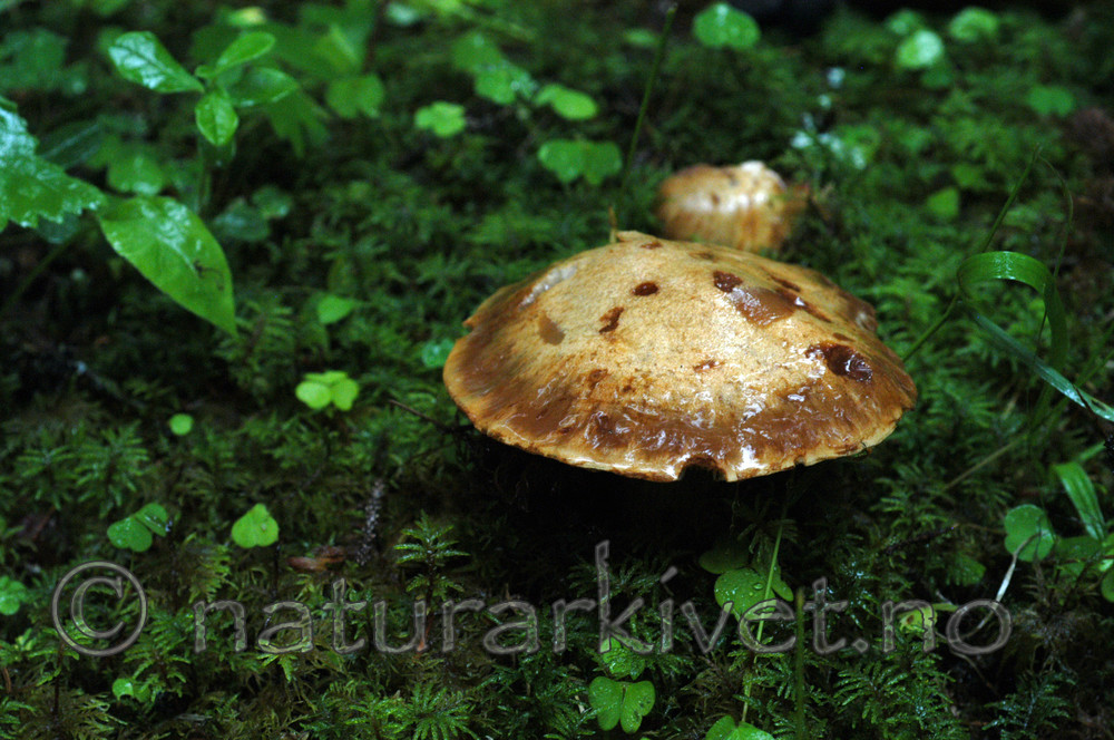 DSC_0427 / Cortinarius calochrous