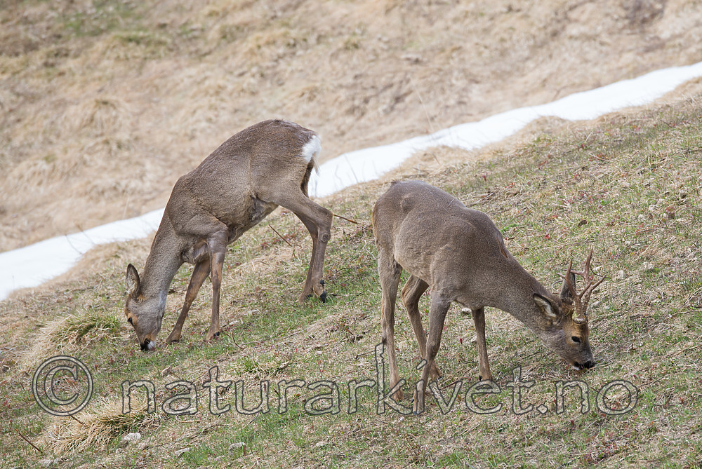 DSC_0431 / Capreolus capreolus / Rådyr