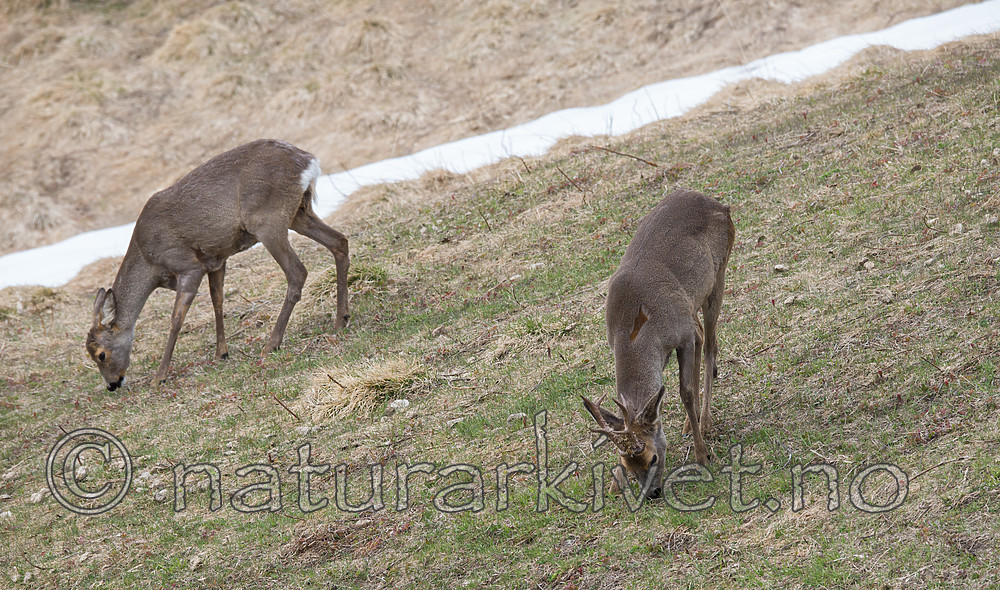 DSC_0433 / Capreolus capreolus / Rådyr