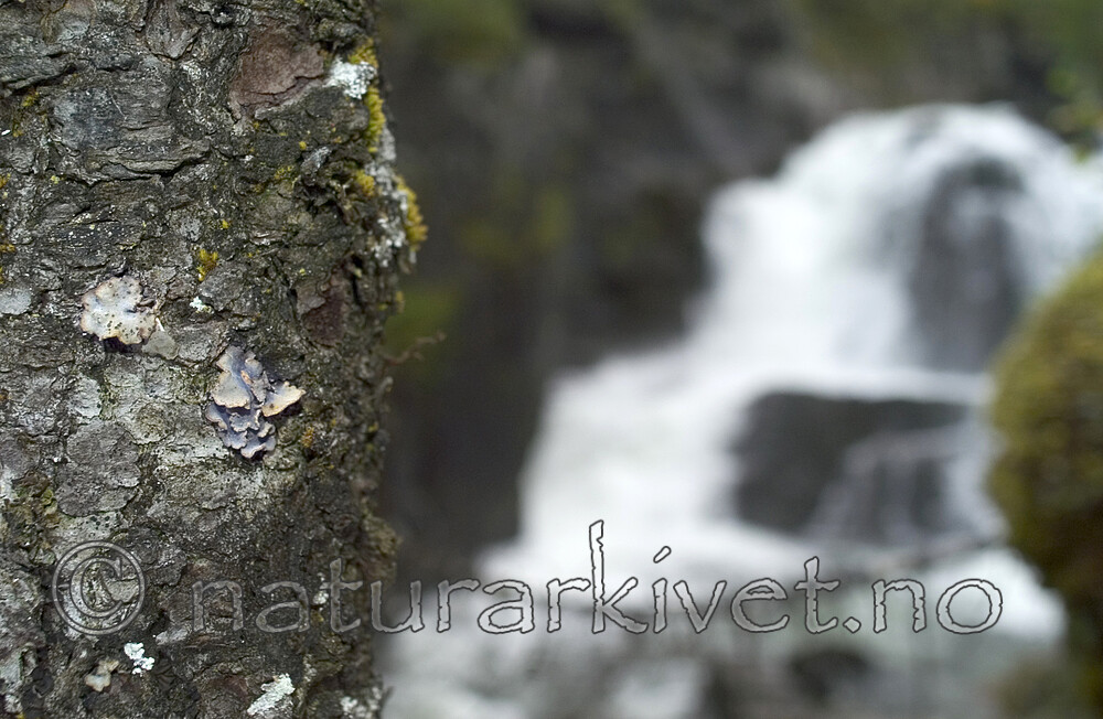 DSC_0590 / Collema actinoptychum <br /> Dendriscocaulon intricatulum <br /> Lobaria hallii / Fossenever