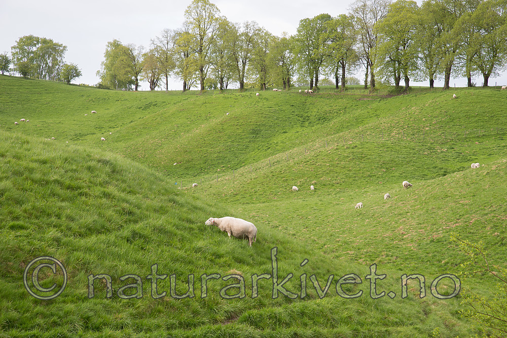 DSC_0613 / Ovis aries / Sau