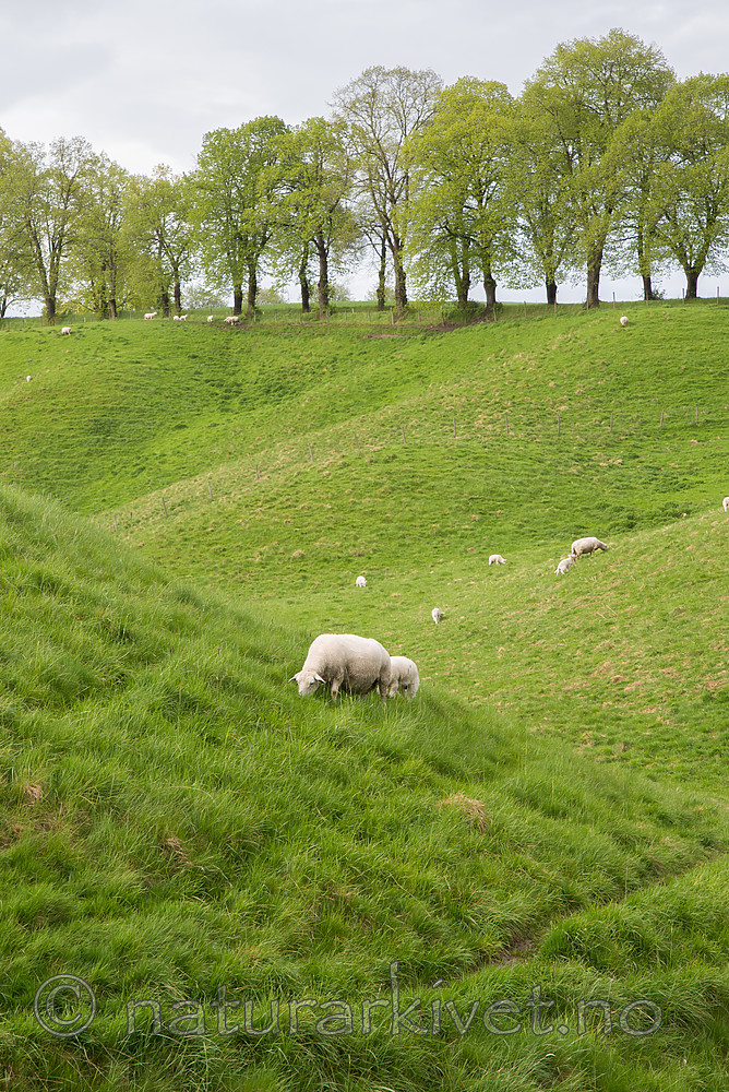 DSC_0628 / Ovis aries / Sau