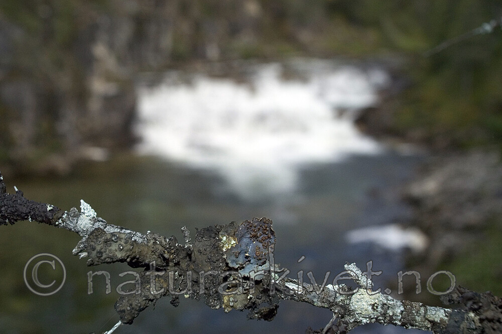 DSC_0631 / Collema actinoptychum <br /> Dendriscocaulon intricatulum <br /> Lobaria hallii / Fossenever