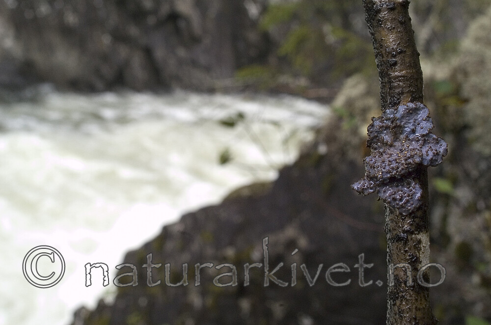 DSC_0643 / Collema actinoptychum <br /> Dendriscocaulon intricatulum <br /> Lobaria hallii / Fossenever