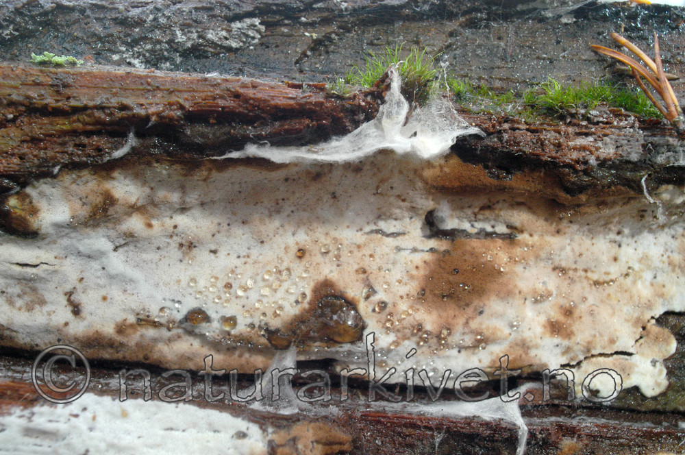 DSC_0752 / Physisporinus sanguinolentus / Sårkjuke
