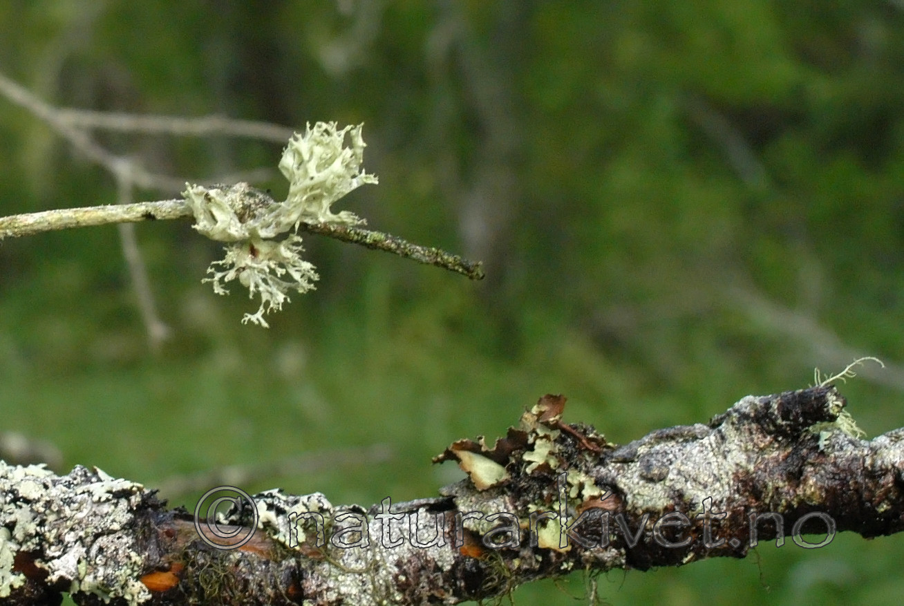 DSC_0849 / Ramalina obtusata / Hjelmragg