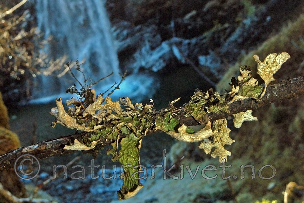DSC_1295 / Lobaria pulmonaria / Lungenever
