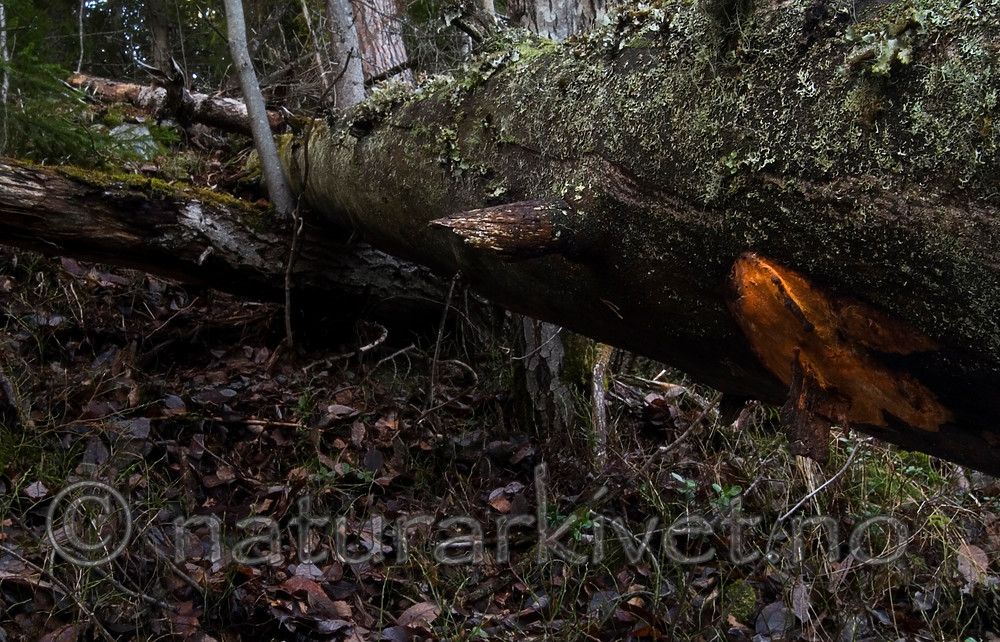 DSC_1443 / Erastia salmonicolor / Laksekjuke