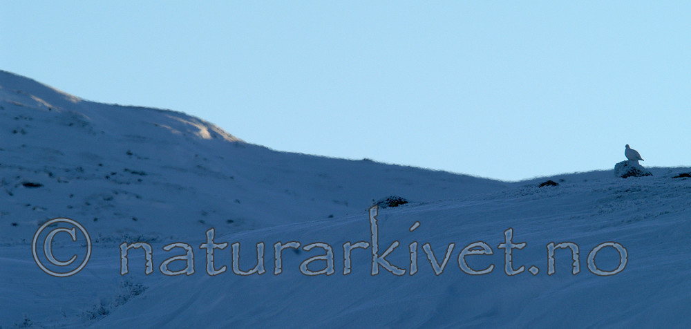 DSC_1539 / Lagopus muta / Fjellrype
